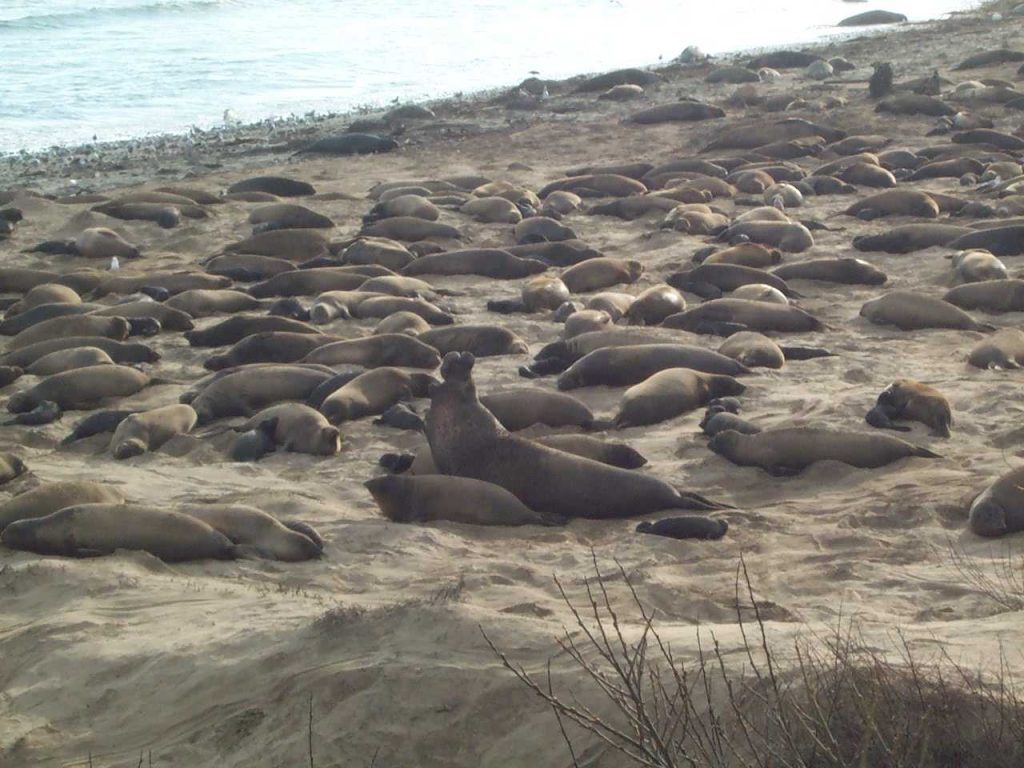 ano nuevo