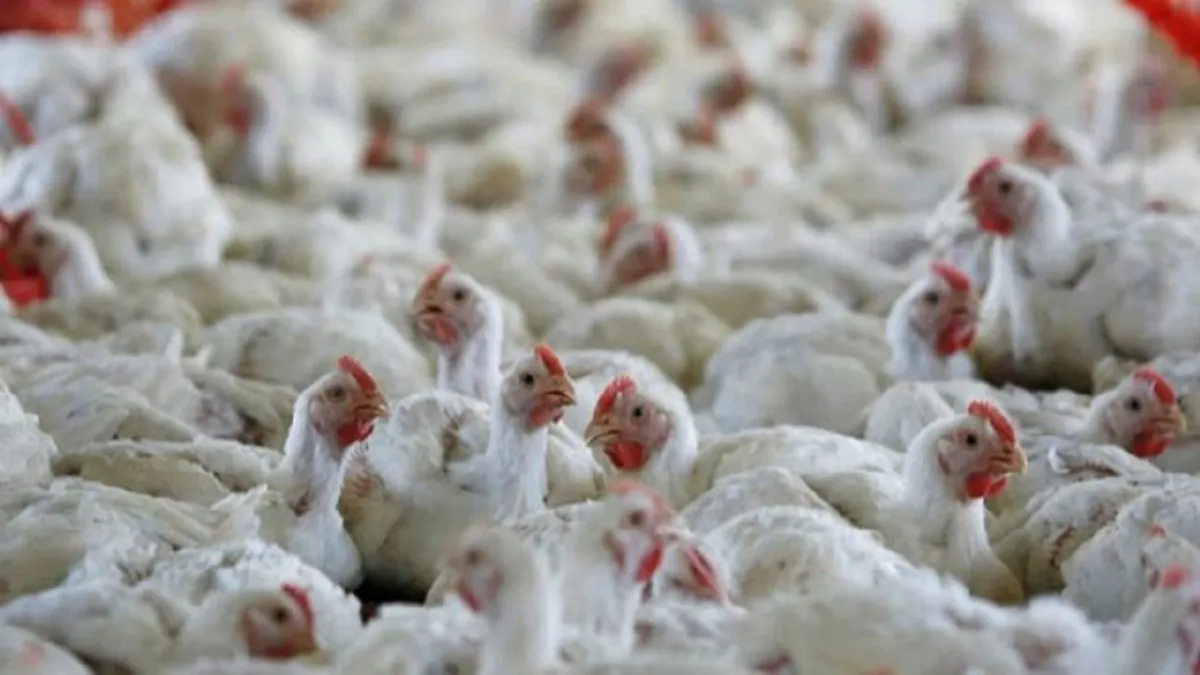 bird flu bird flu symptoms bird flu california