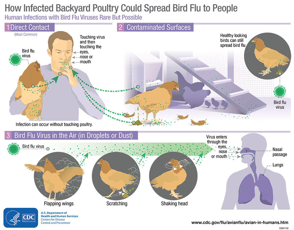 bird flu bird flu symptoms