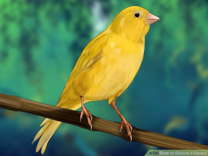 canary