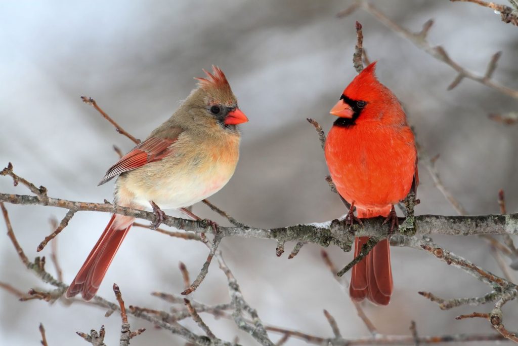 cardinals vs packers