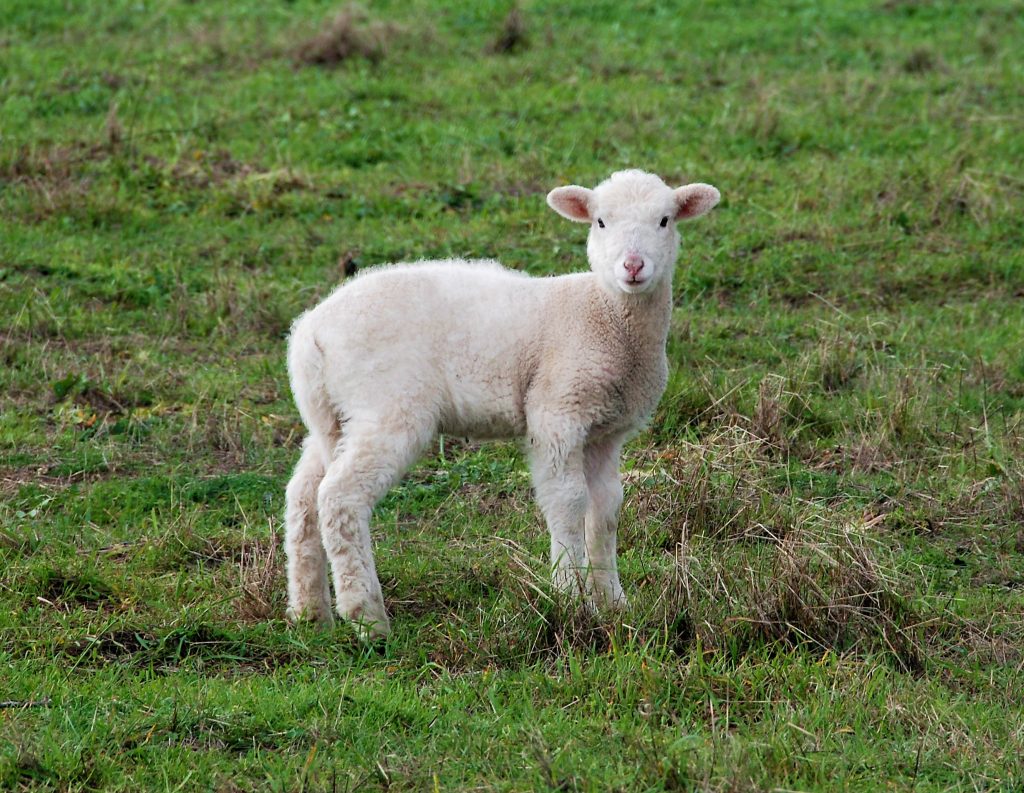 ceedee lamb