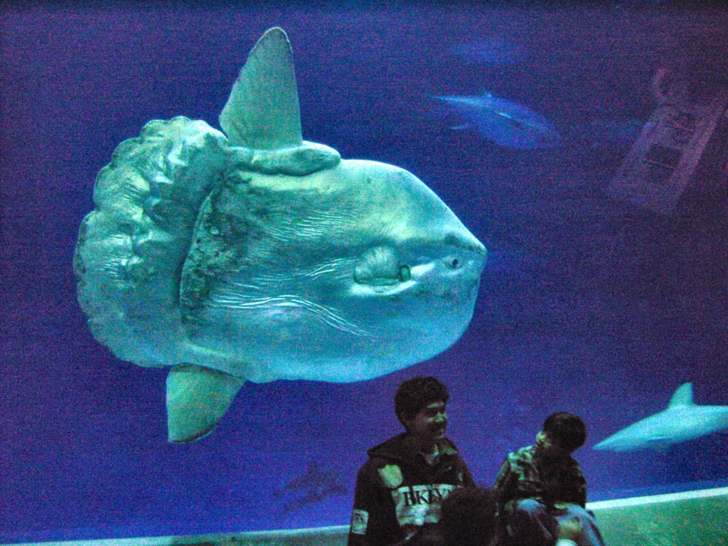 doomsday fish