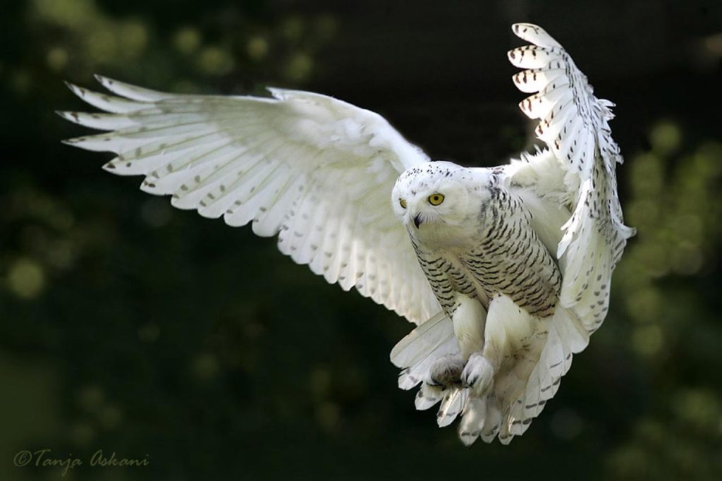 duolingo owl death