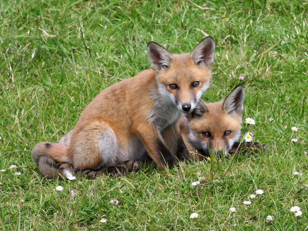 fox