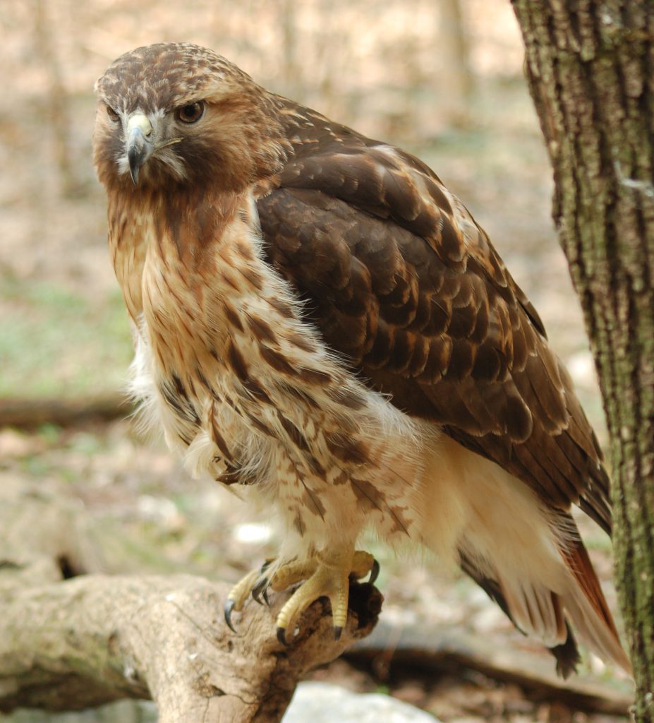 hawk