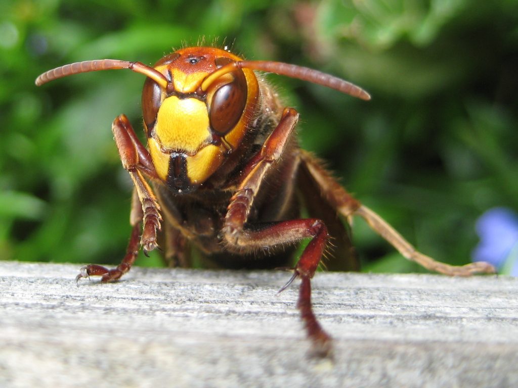 hornets