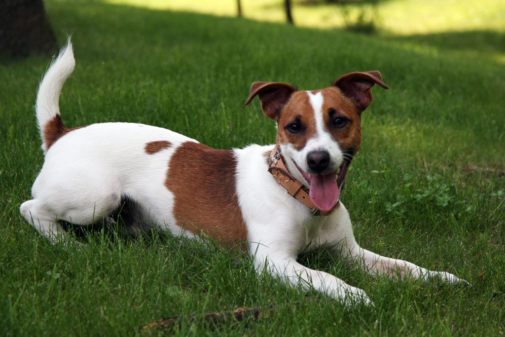 jack russell singer jack russell