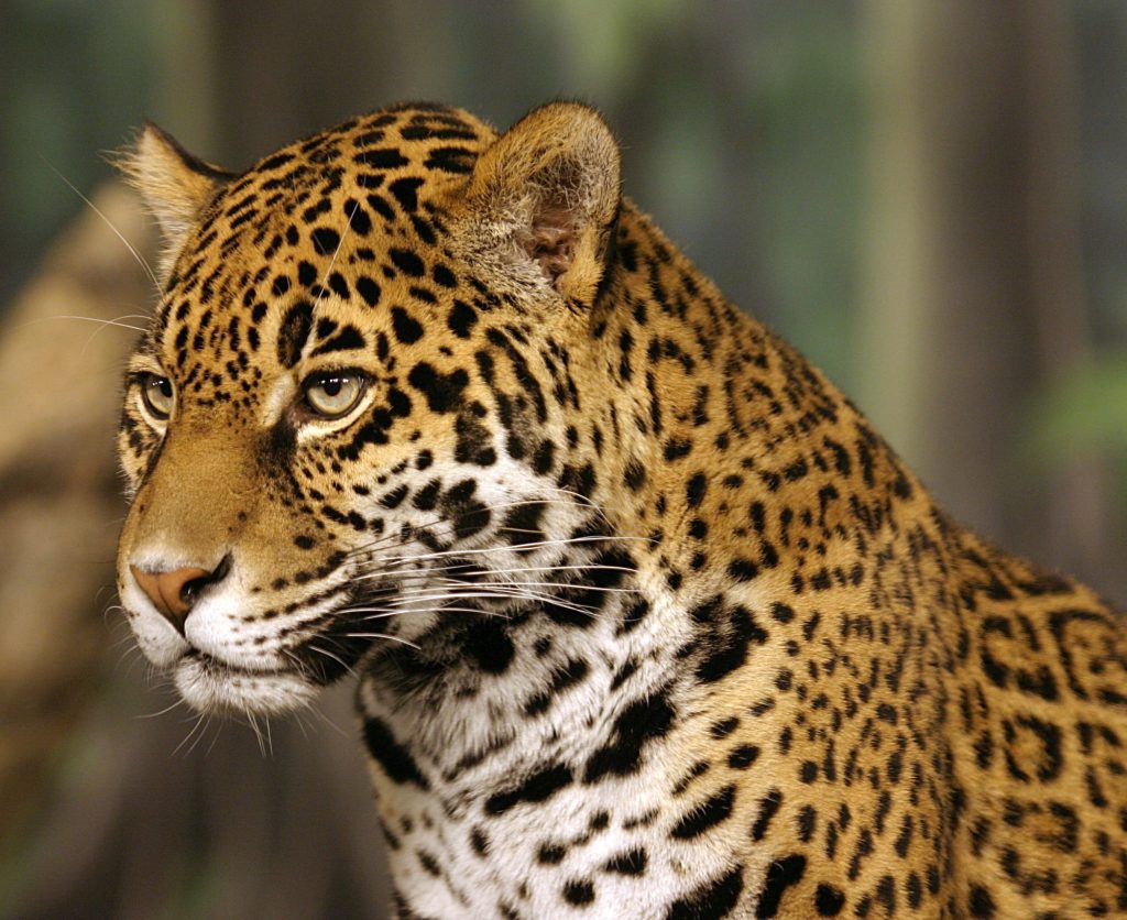 jaguar