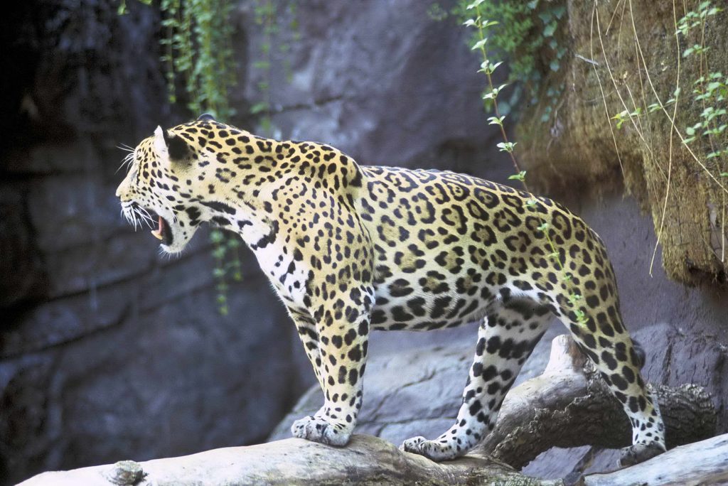 jaguars vs eagles