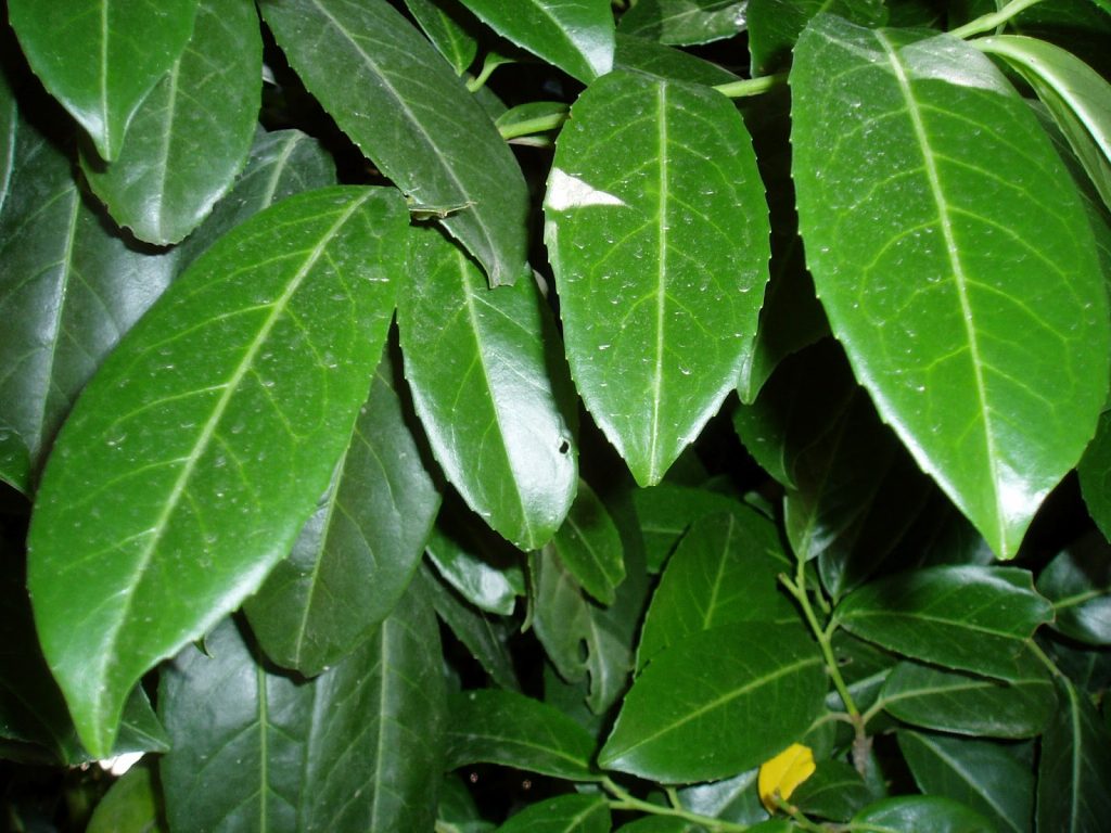 laurel