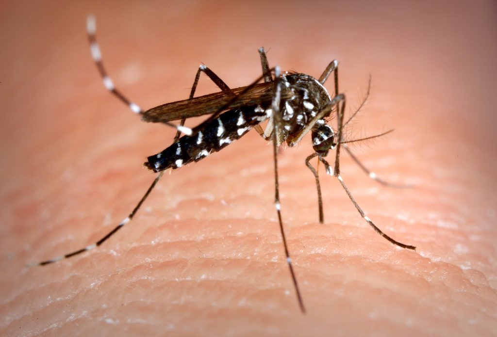 massachusetts deadly mosquito virus deadly mosquito virus massachusetts