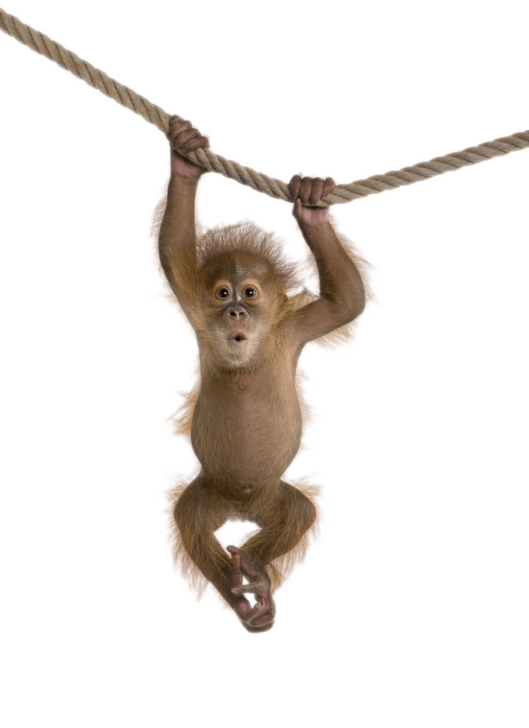 monkey movie