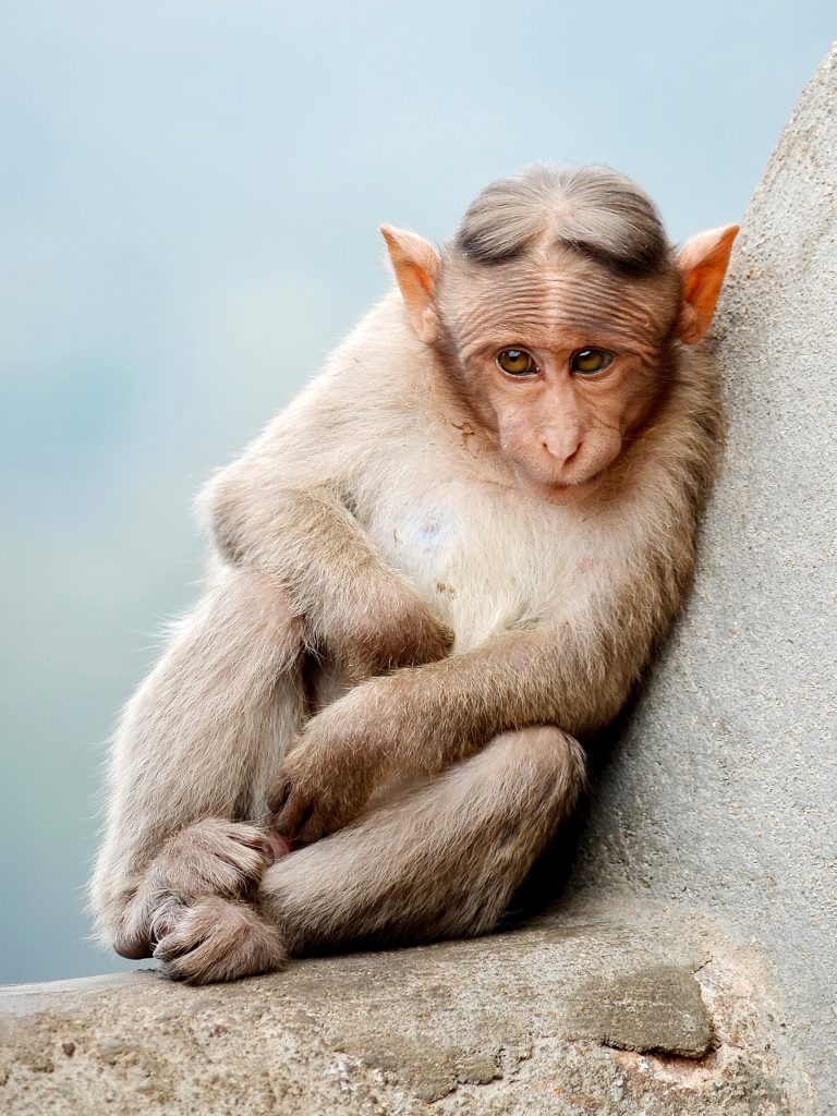 monkeys south carolina monkeys escape south carolina