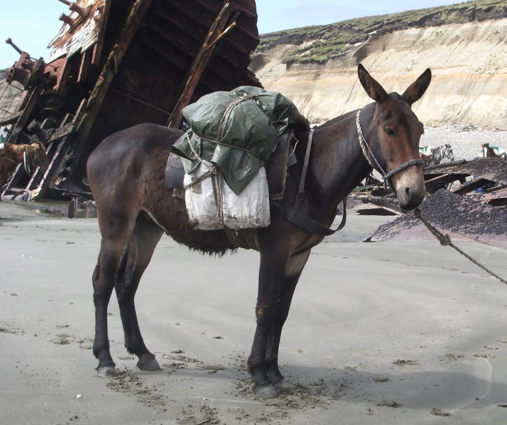 mule
