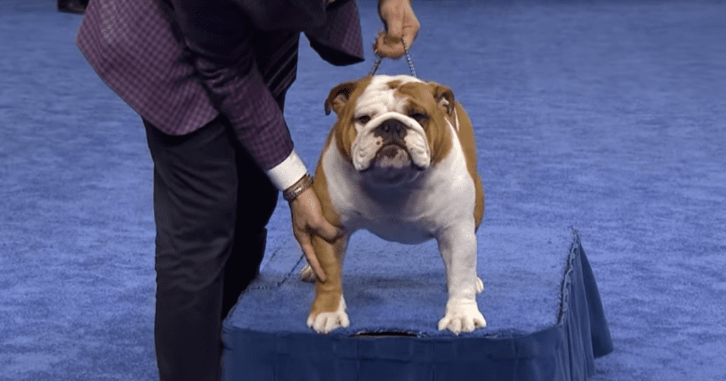 national dog show dog show thanksgiving 2024