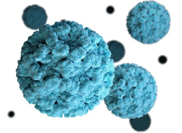 norovirus