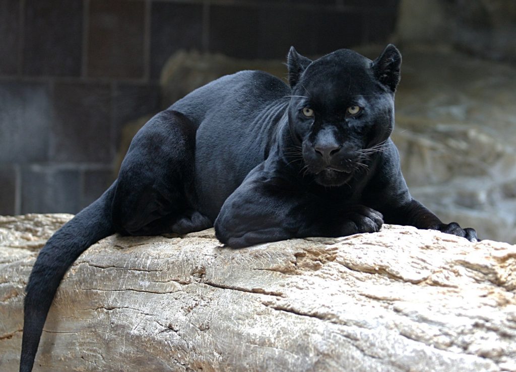 panthers