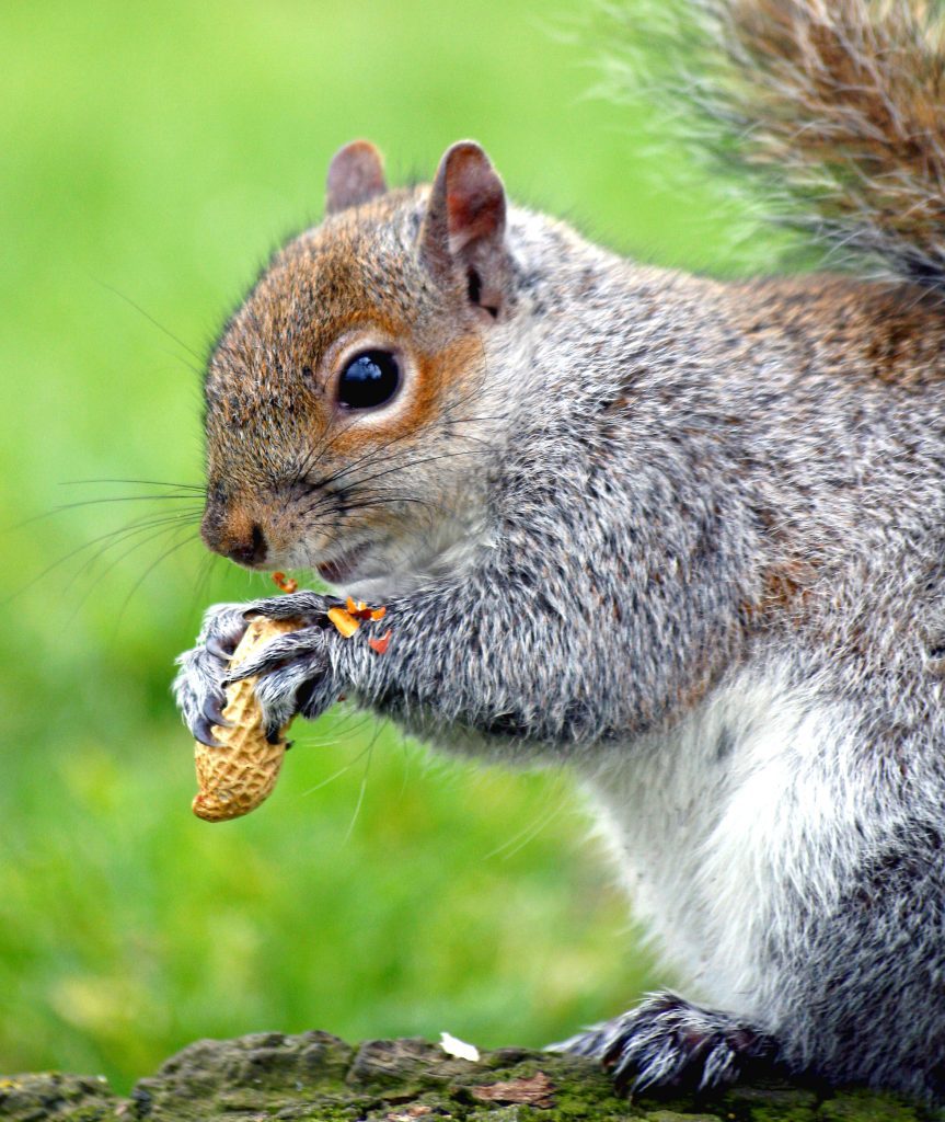 peanut the squirrel