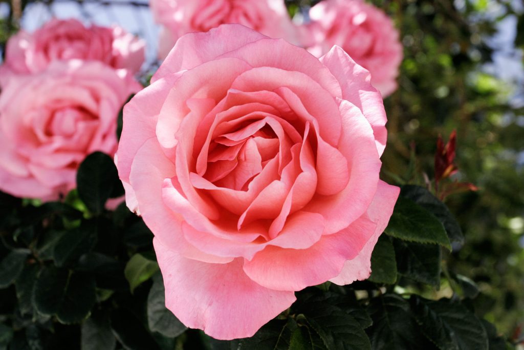 pink