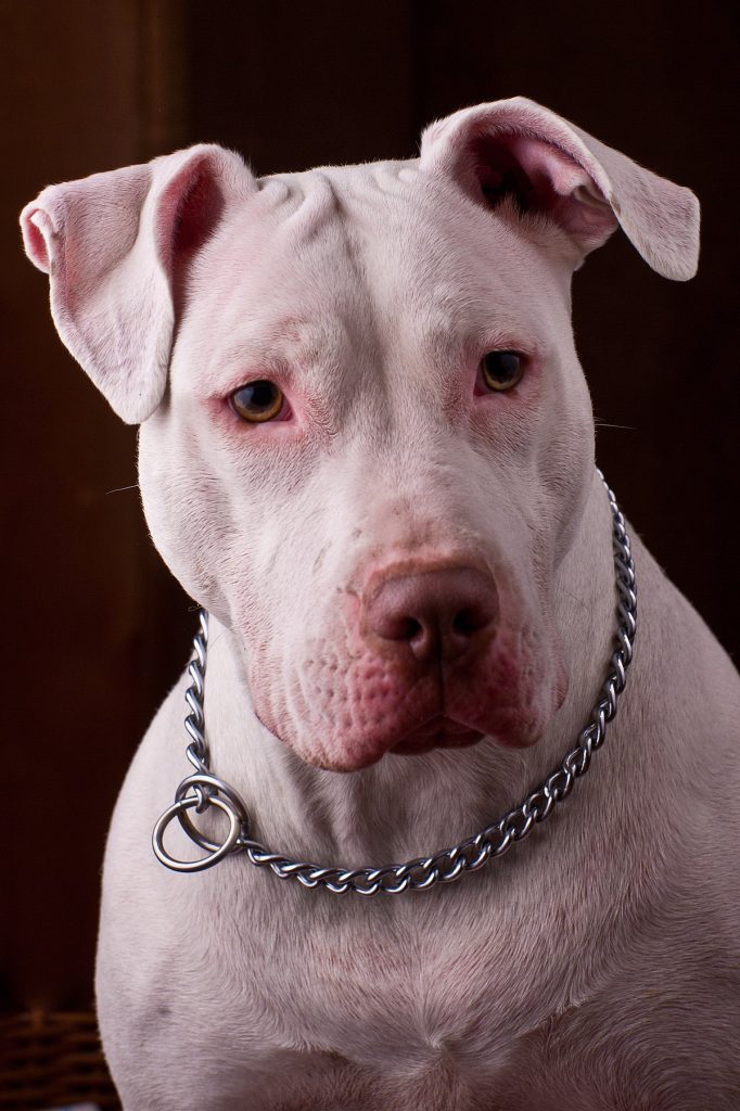 pitbull
