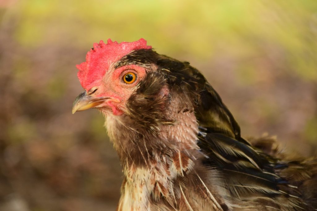 poultry recalled brucepac meat recall