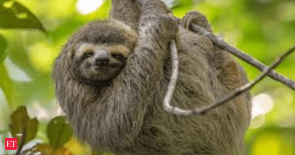 sloth fever virus sloth fever virus symptoms sloth fever