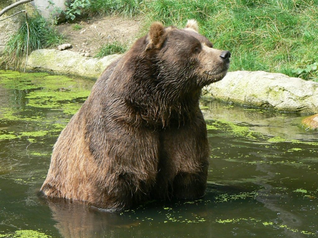 the bear