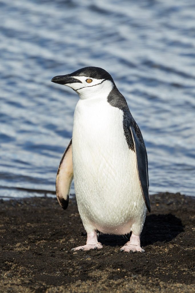 the penguin
