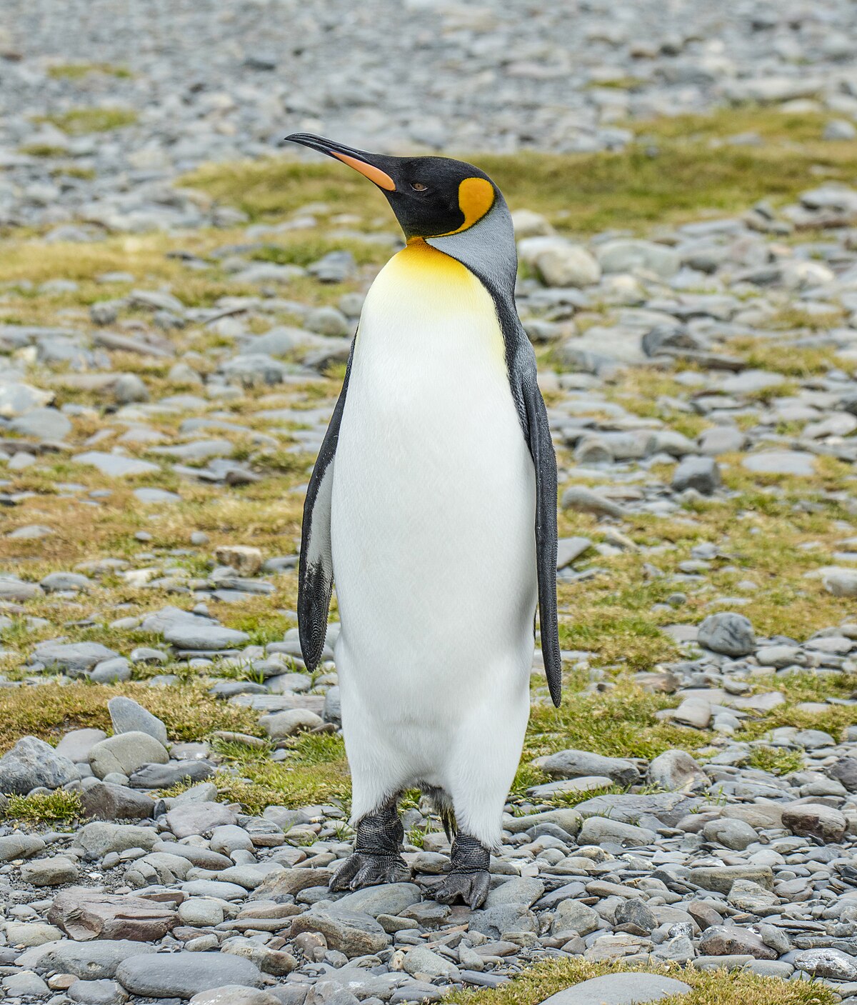 the penguin penguin