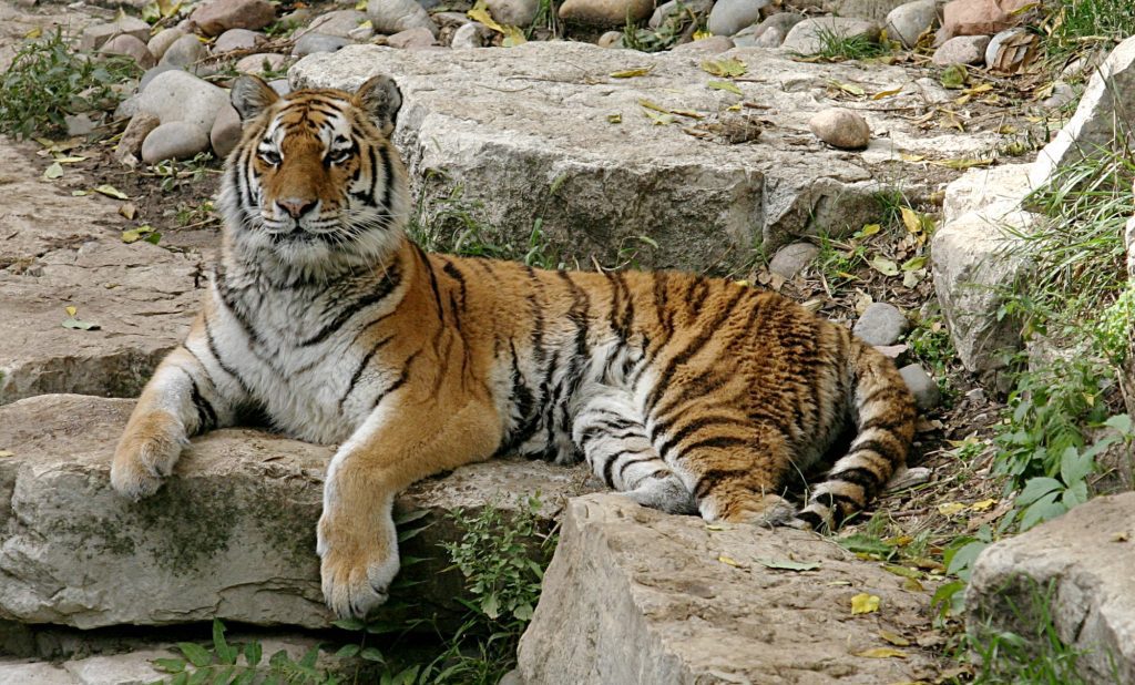 tiger bech