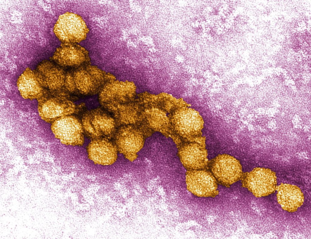 west nile virus