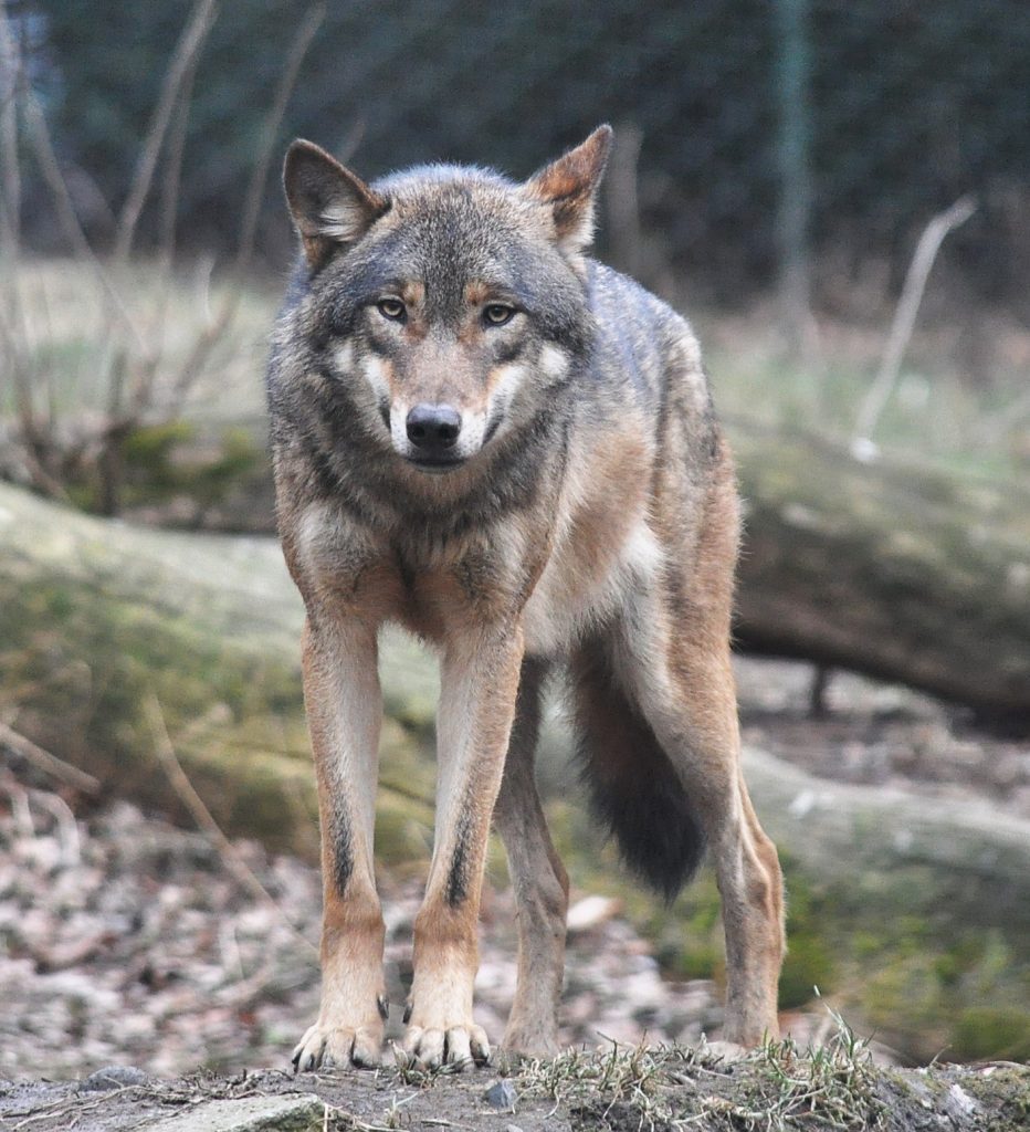 wolfs